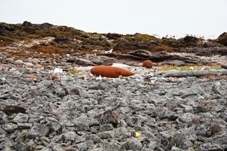 Fiskeskrot