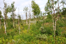 Saltfjellet