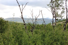 Saltfjellet